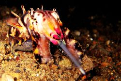 Flamboyant Cuttlefish feeding on plankton that have been ... by Carlos Munda 